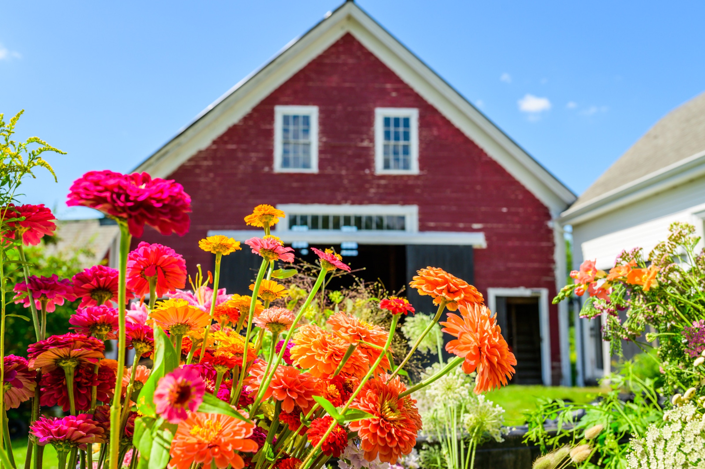 Zinnias in bloom before the red barn