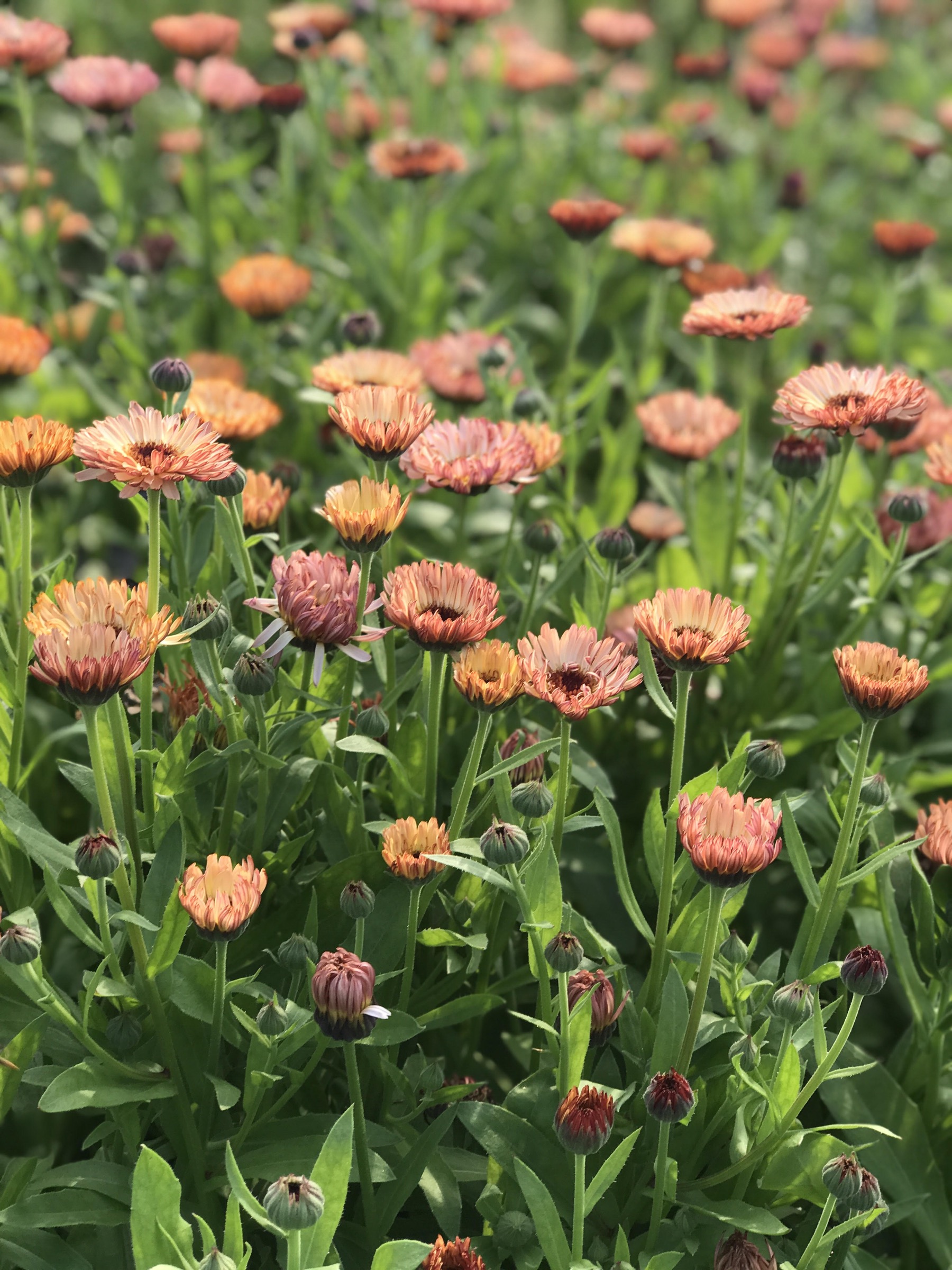 Bronze calendula rows in fall color