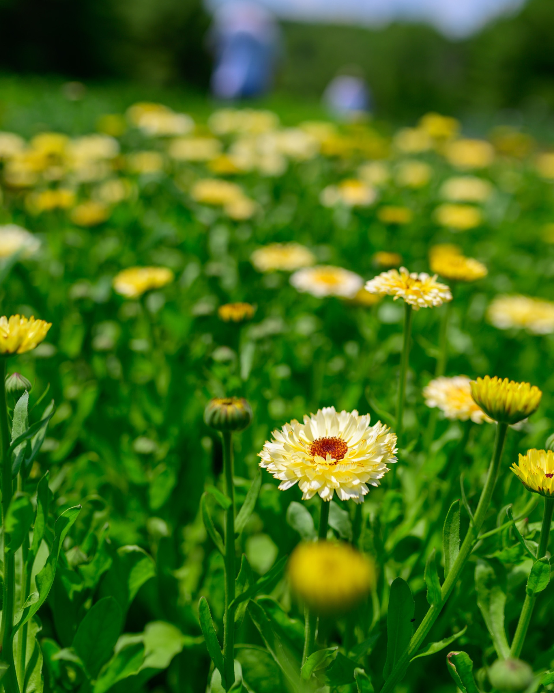 Rows of yellow calendula in full bloom at Eastern River Farm