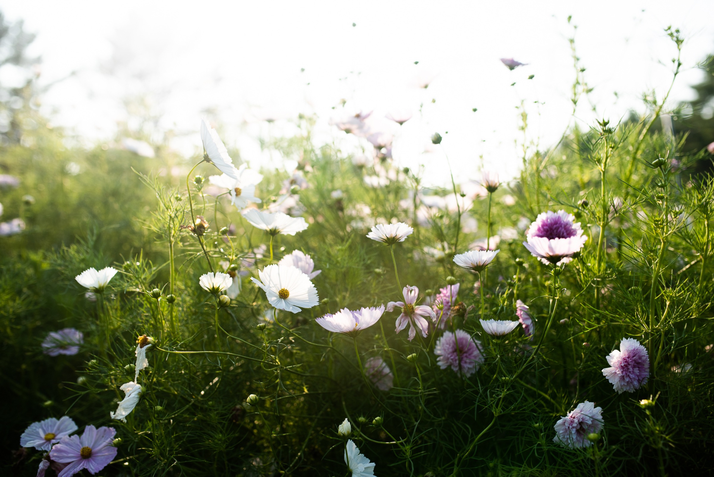 Cosmos in the summer rows, backlit by evening sun