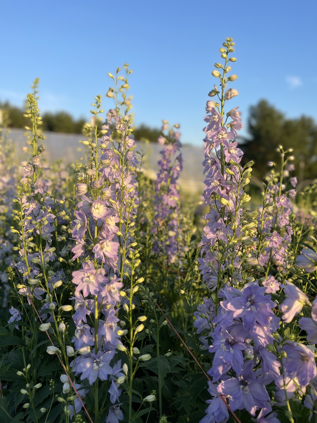 Delphinium rows at dusk, waiting for the cut