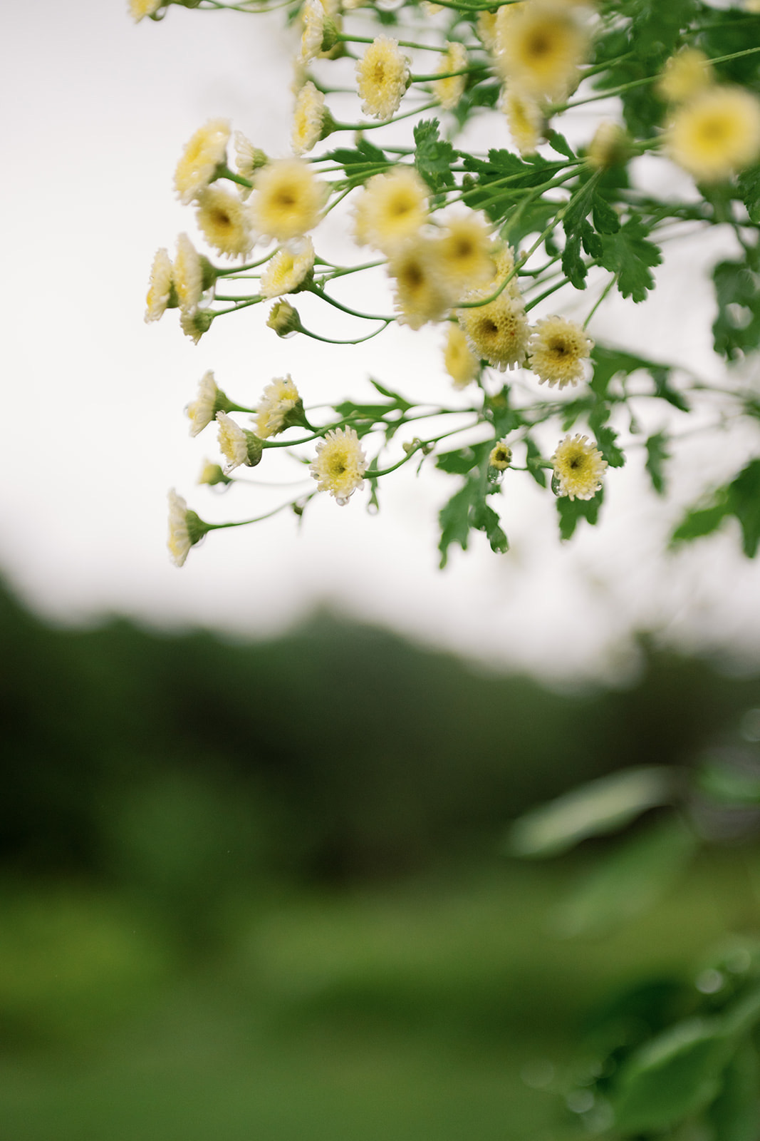 Feverfew after the rain