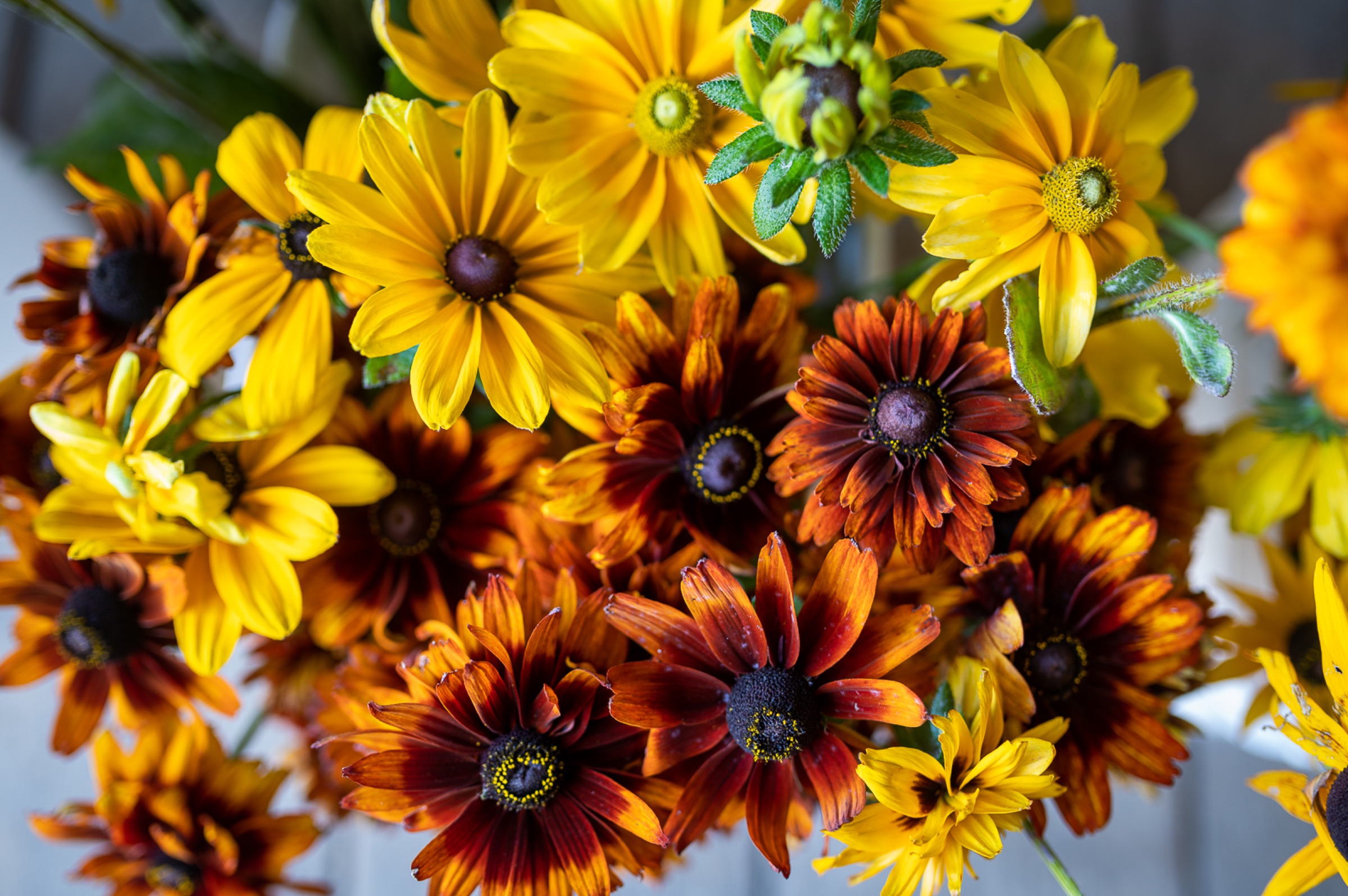 Bunches of rudbeckia and rust-toned stems at the flower bar