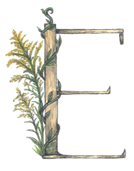 Eastern River Farm illustrated E logo