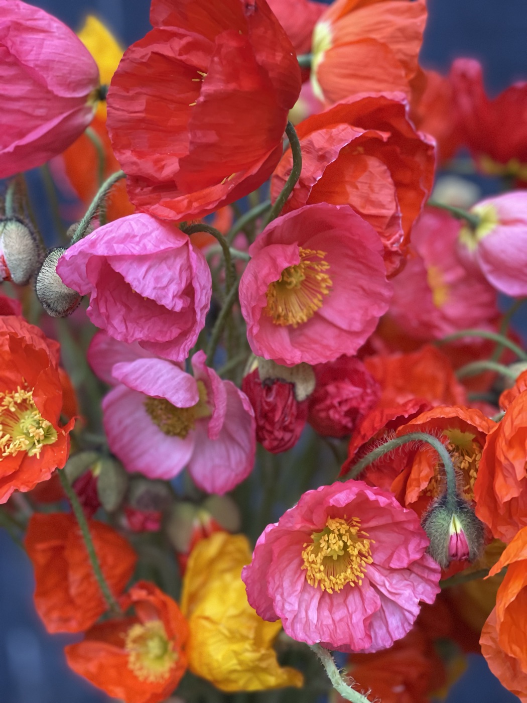 Iceland poppies in deep pink and berry tones