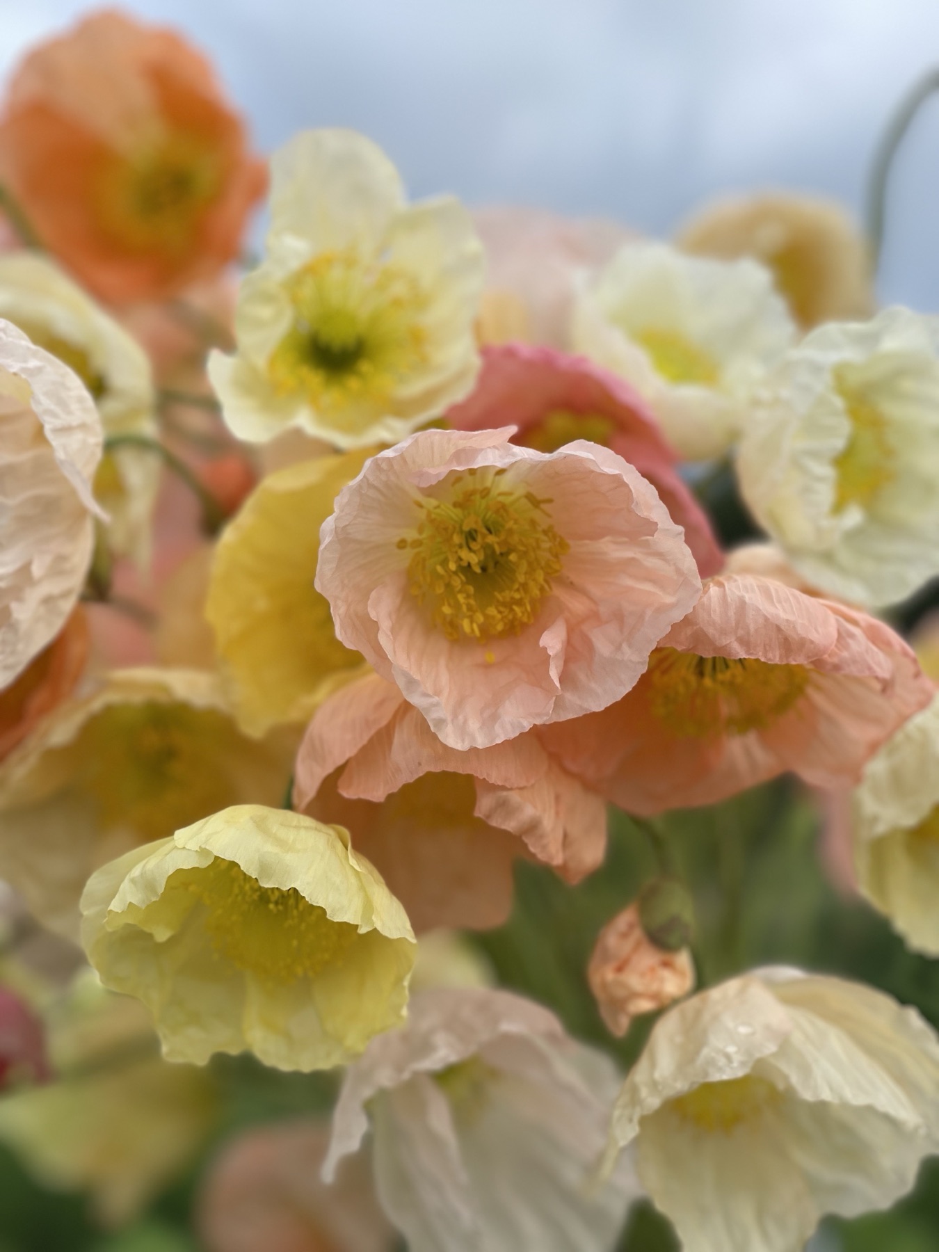 Iceland poppies in soft peach, cream and butter pastels