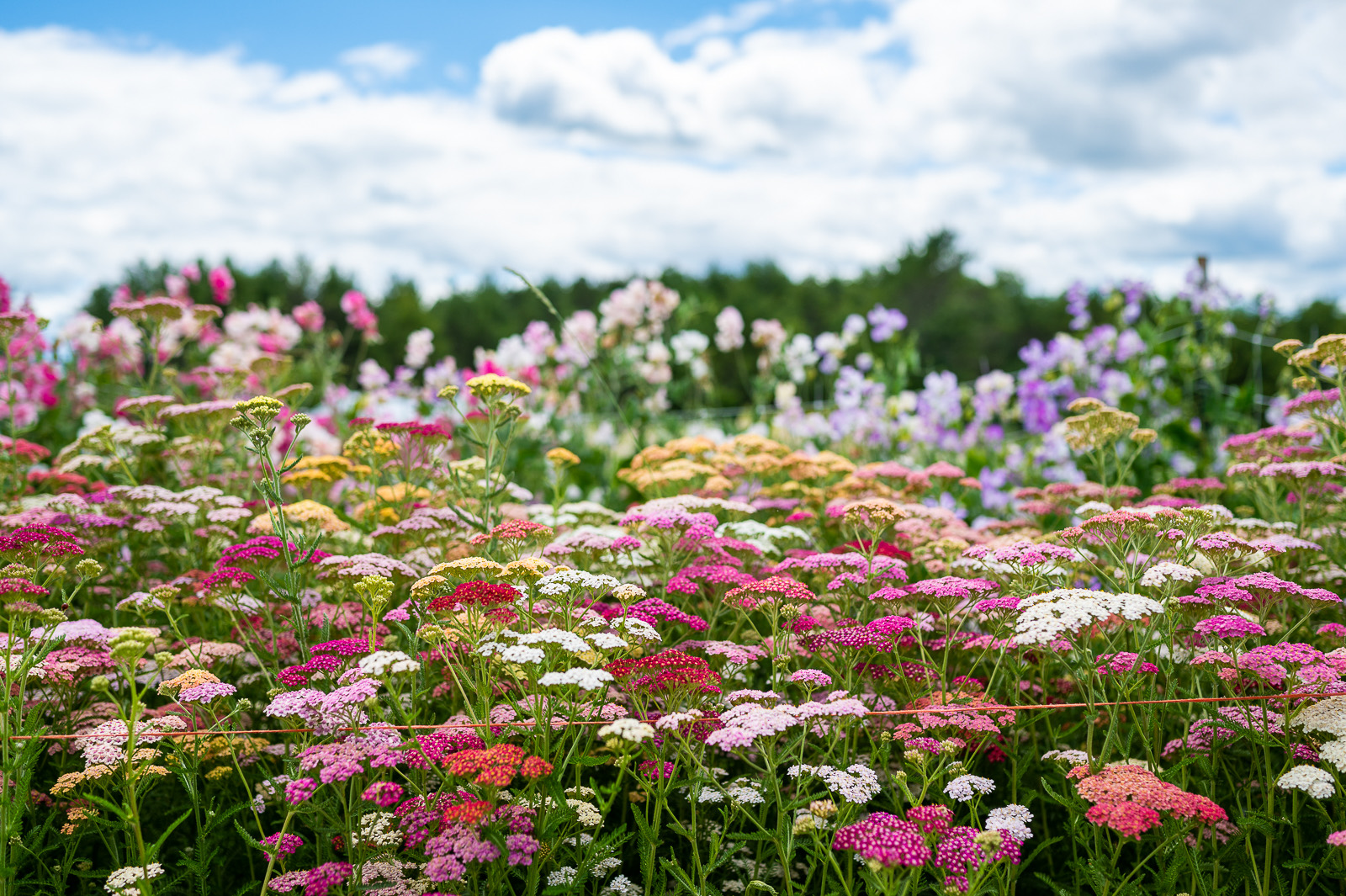 The rows in full summer bloom — yarrow and sweet peas against the sky