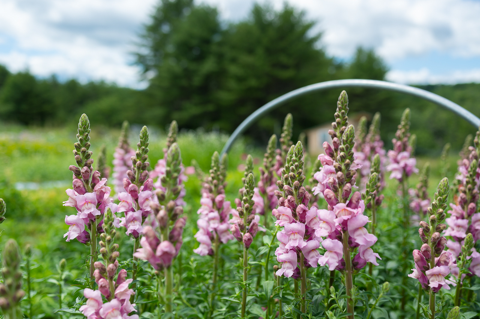 Snapdragon rows in July production