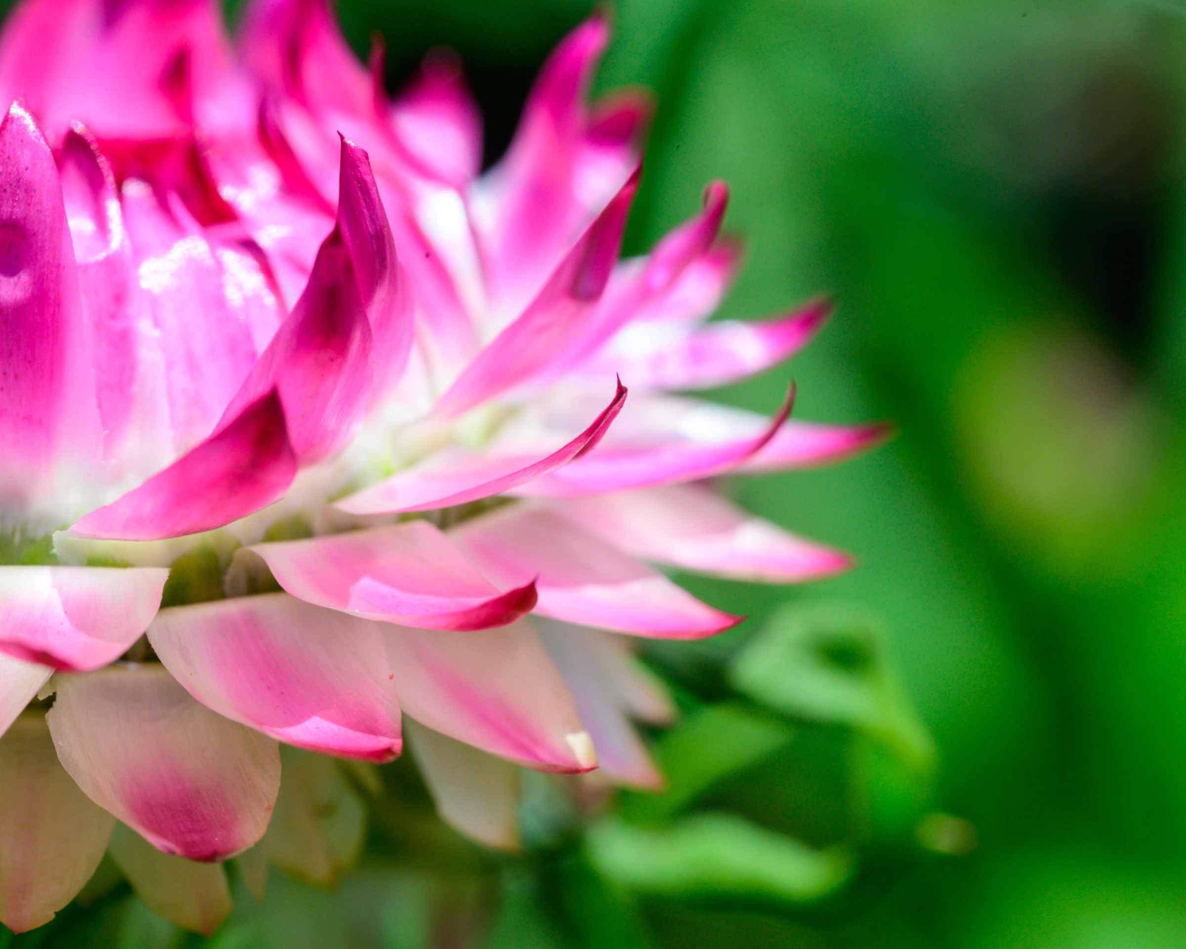 Pink strawflower in close detail