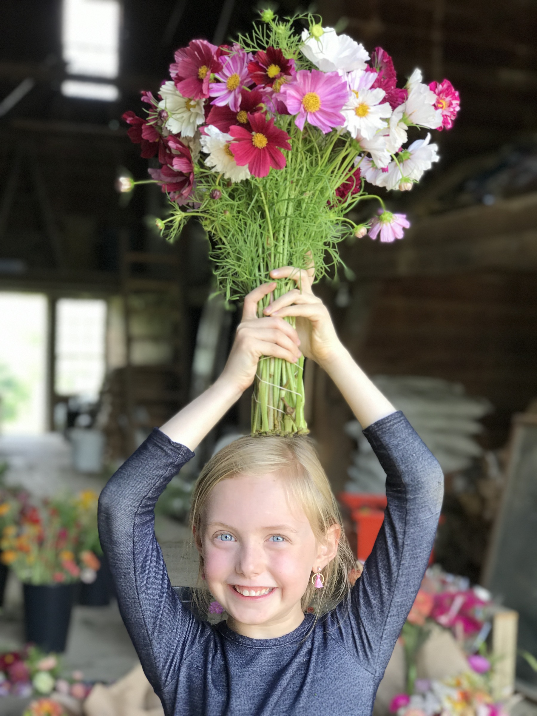 An armful of cosmos held overhead in the century-old barn