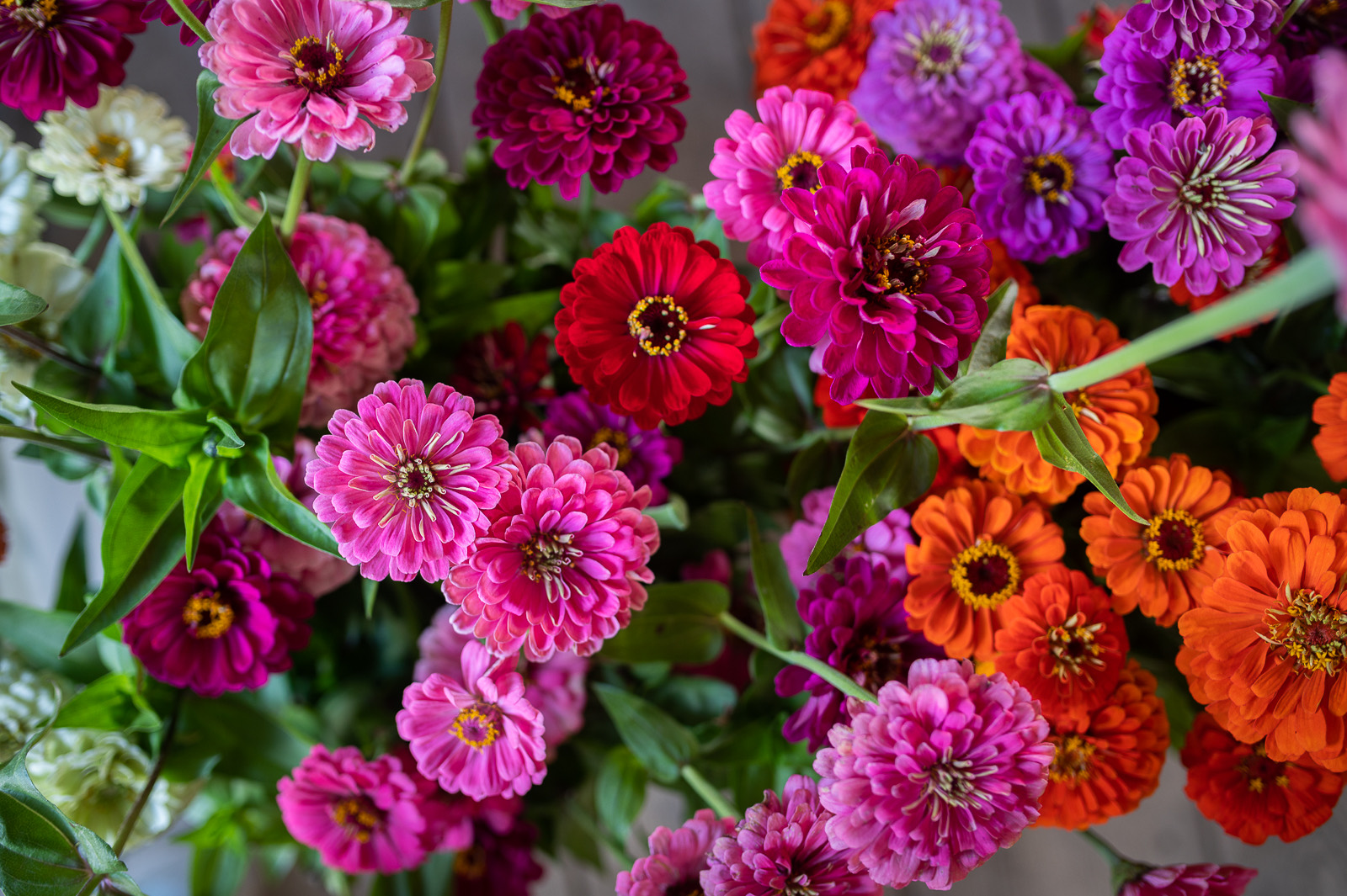Zinnias fresh from the morning's harvest